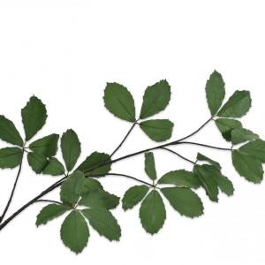 BLADTAK GROEN 161 cm