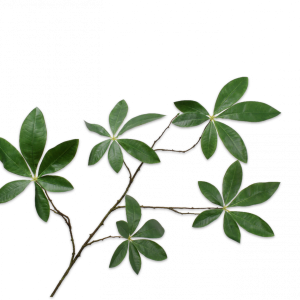 BLADTAK GROEN 118 cm