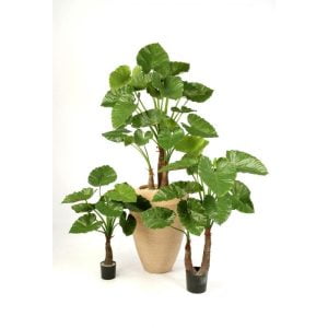 ALOCASIA CALIDORA 80/100/120 CM.