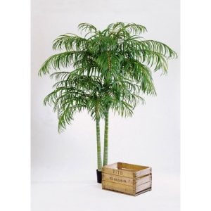 ARECA PALM DE LUXE