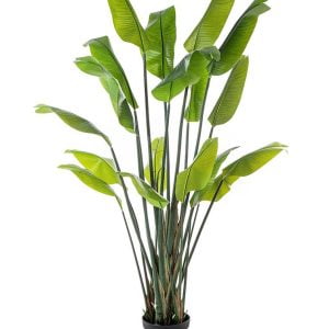 STRELITZIA