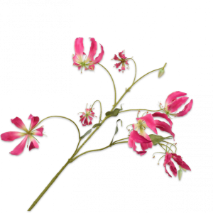 GLORIOSA ROZE