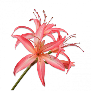 AMARYLLIS ROZE