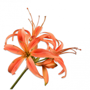 AMARYLLIS ORANJE