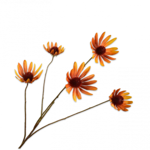 RUDBECKIA GEEL