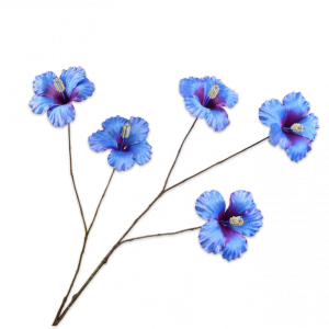 HIBISCUS BLAUW