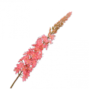 EREMURUS ROZE