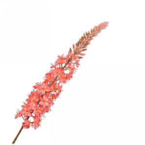 EREMURUS ZALM