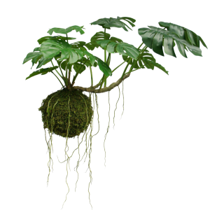 Monstera hang groen 60CM/80CM