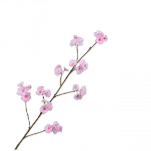 BLOESEM TAK ROZE LT 116CM