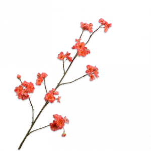 BLOESEM TAK PERZIK 116CM