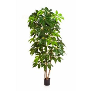 SCHEFFLERA