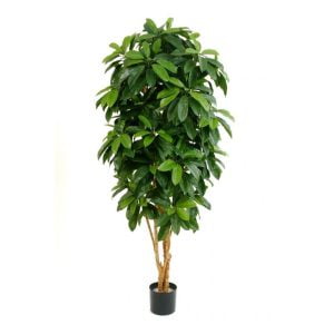 LADY SCHEFFLERA
