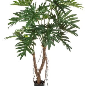 PHILODENDRON ROOT TREE