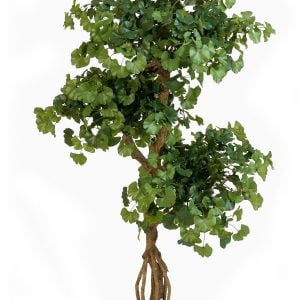 SWEET GINKO BONSAI