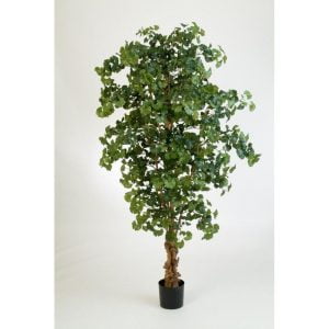 SWEET GINKO FOREST TREE