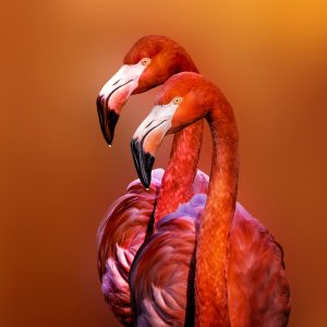 FLAMINGO PORTRAIT