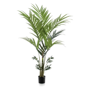 KENTIA PALM 150CM/180CM/210cm