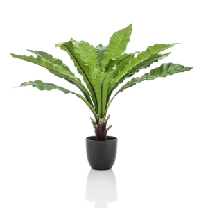Asplenium fern 75 cm.