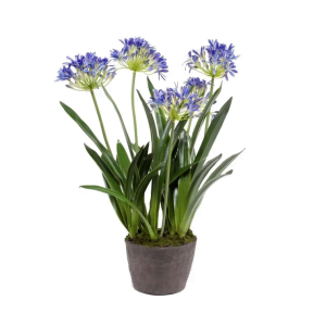 Agapanthus Soiled Blue 75cm