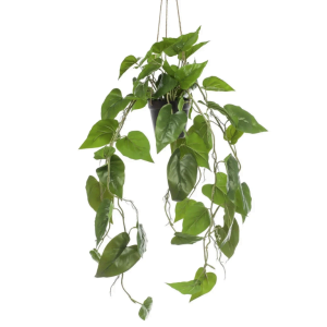 Philodendron scandens hanging in pot 80cm.