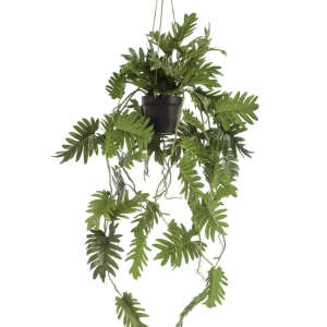 Philodendron hanging in pot 80cm.