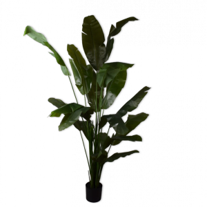 Strelitzia groen 200cm. TEST