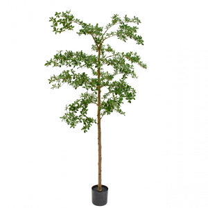 Jade Flora  213cm/244cm