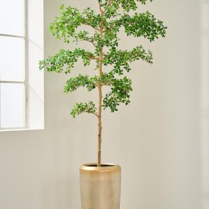 Jade Flora  213cm/244cm