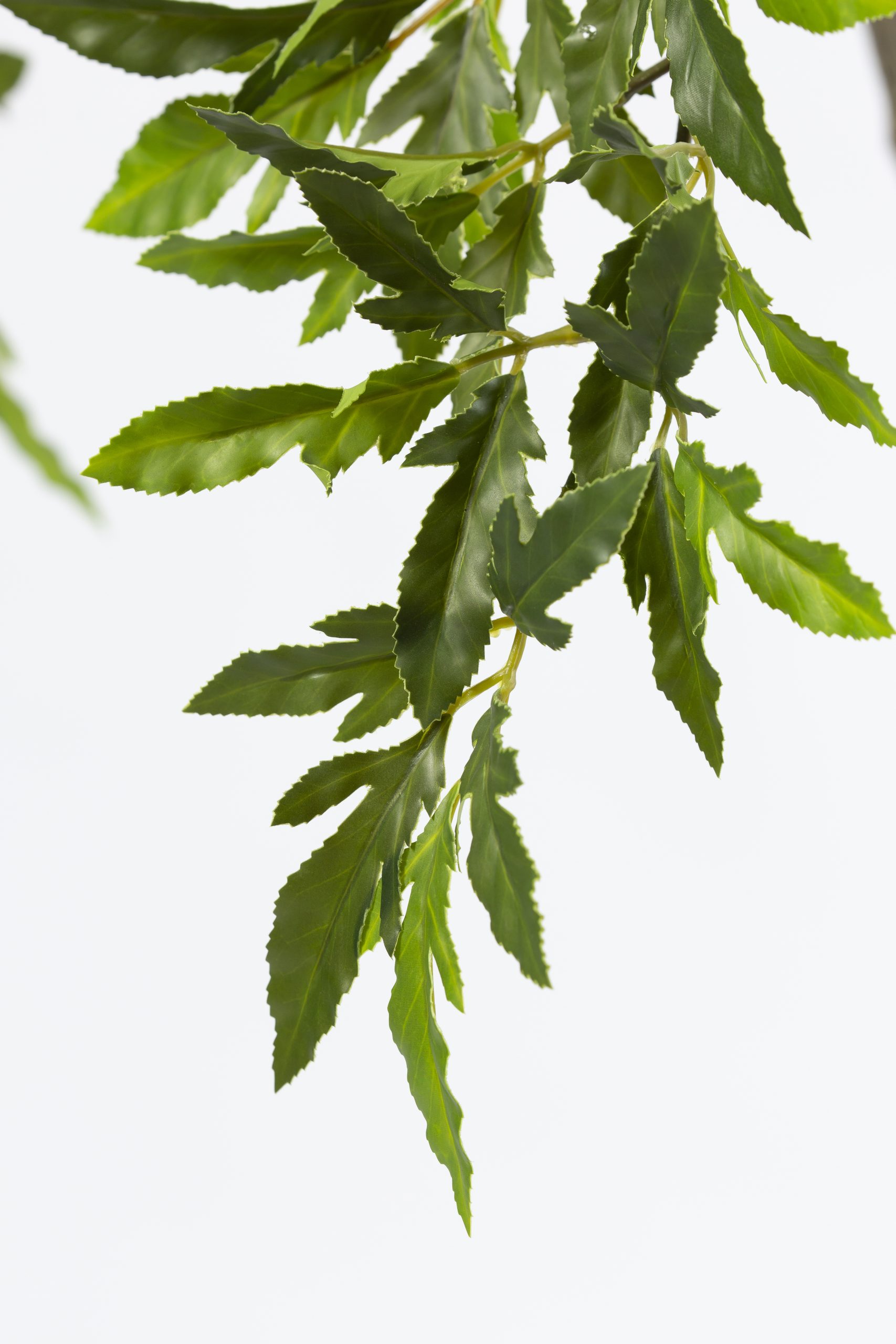 Zijden Aralia Plant – 175 cm (Kunstplant) - Afbeelding 2