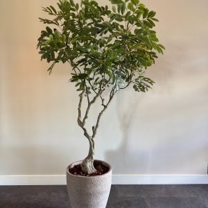 Realistische grote nepplant Khaya met volle vertakking