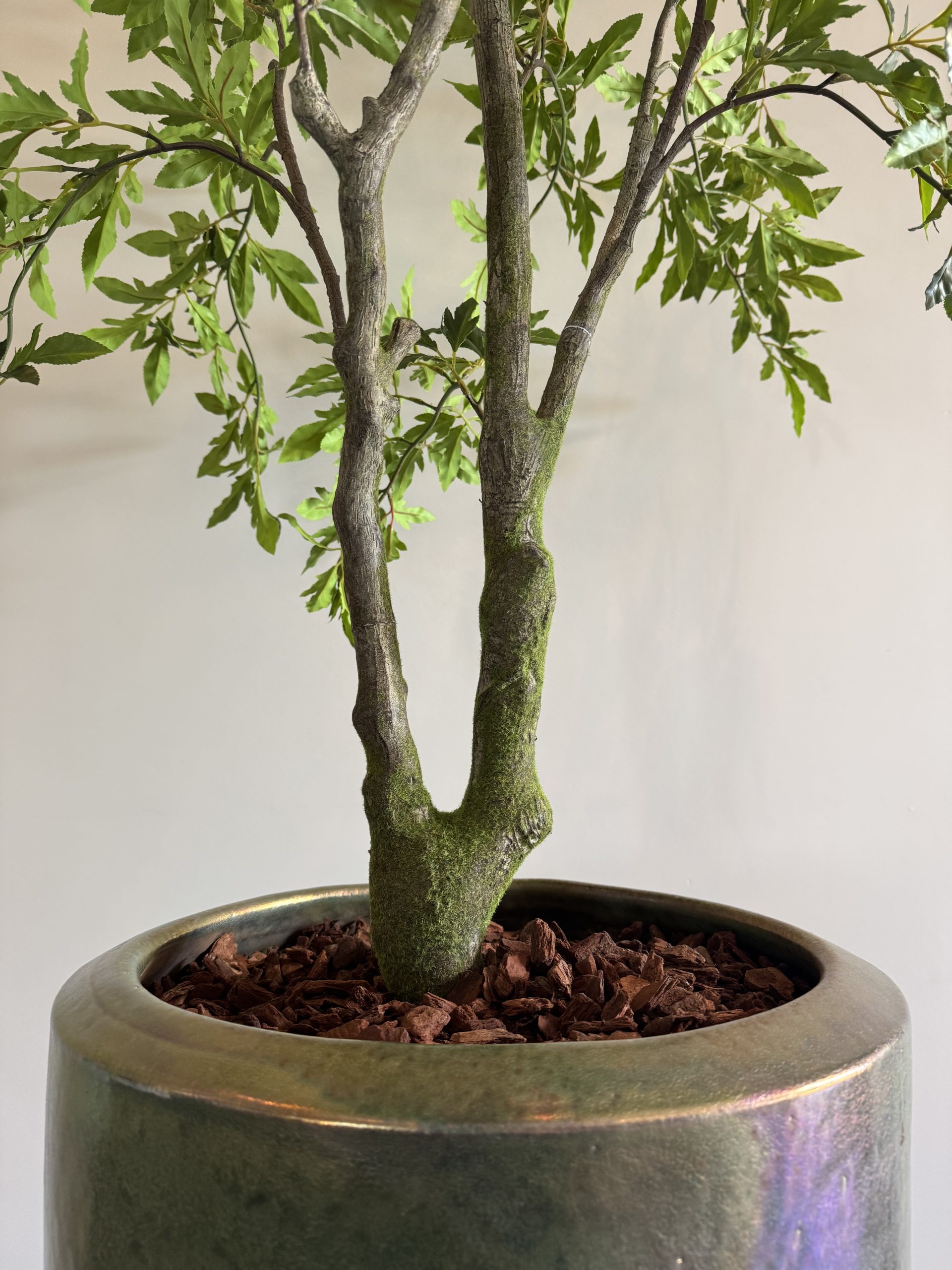 Zijden Aralia Plant – 175 cm (Kunstplant) - Afbeelding 4