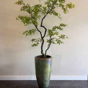 Realistische bonsai kunstboom – Bucida stijl – 170 cm hoog