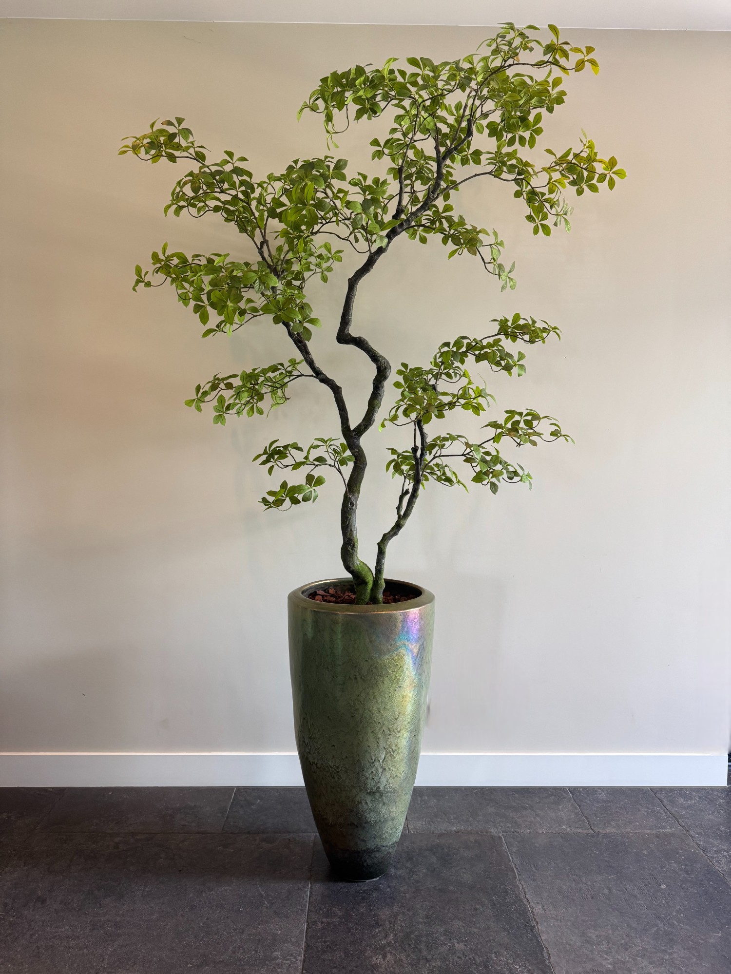 Realistische bonsai kunstboom – Bucida stijl – 170 cm hoog