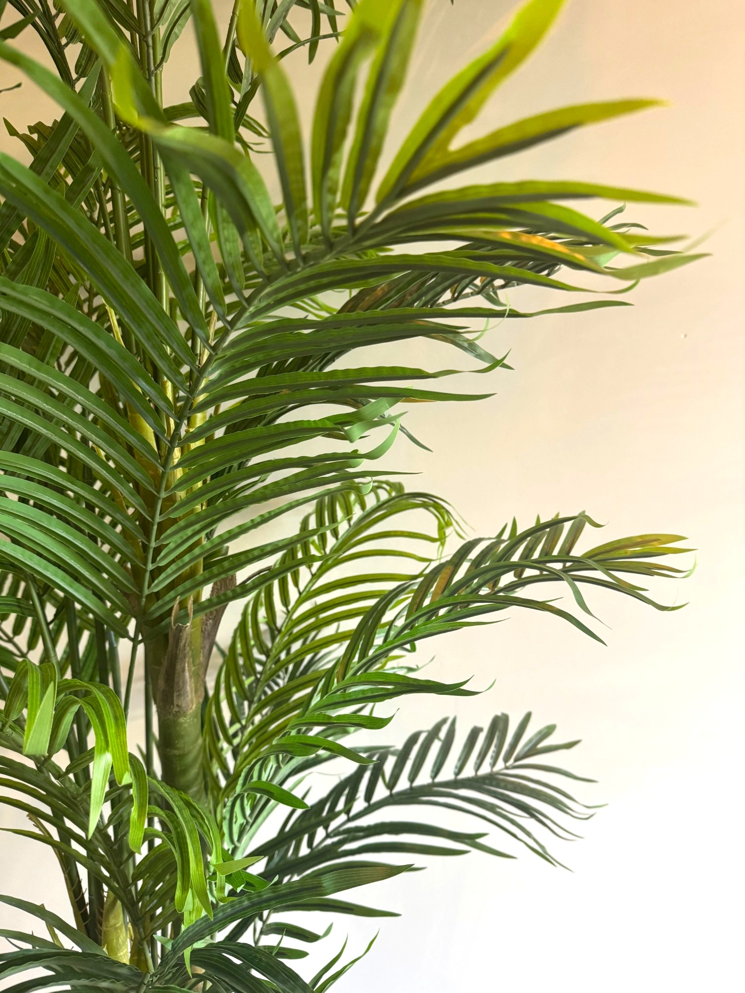 Tropische eyecatcher palm voor woonkamer of horeca