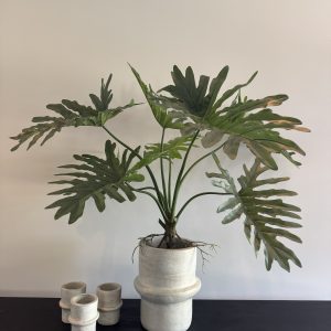 Brede glanzende bladeren van zijden Philodendron