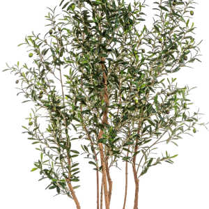 Olijf wild trunk hoogte 220