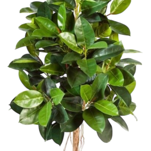 Ficus Elastica Hoogte 210