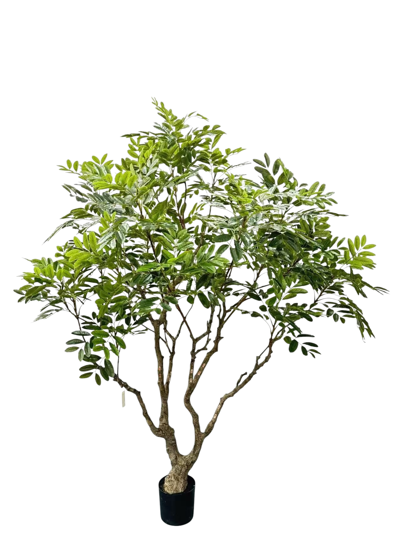 Zijden Khaya kunstplant 240 cm hoog in basispot