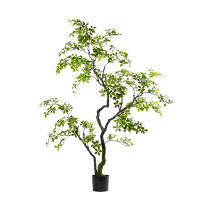 Zijden Bucida Bonsai – 170 cm
