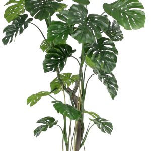Monstera
