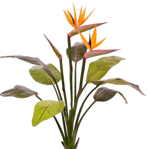 Sterlitzia met bloem 88cm