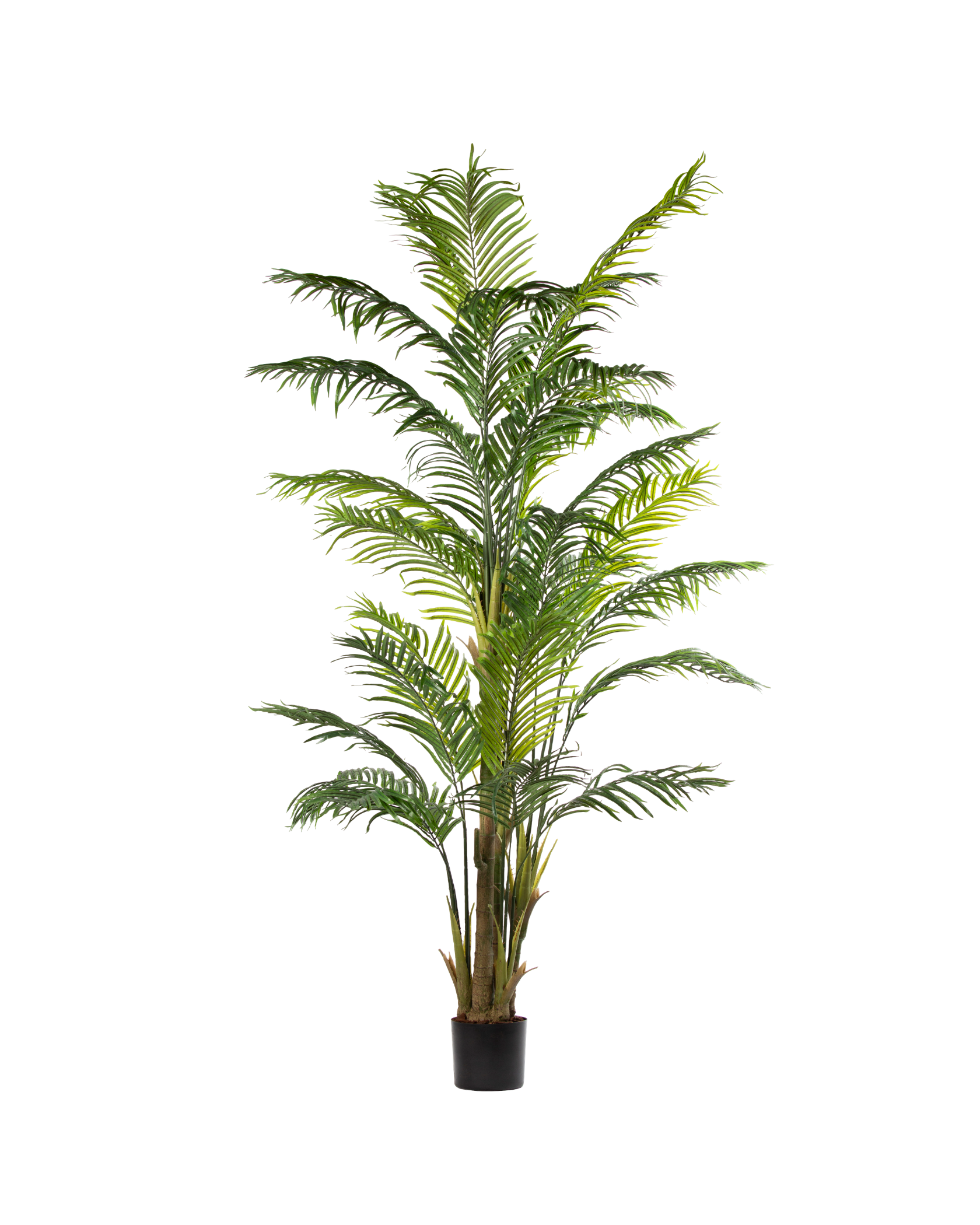 Zijden Palmboom – 250 cm (Kunstpalm)
