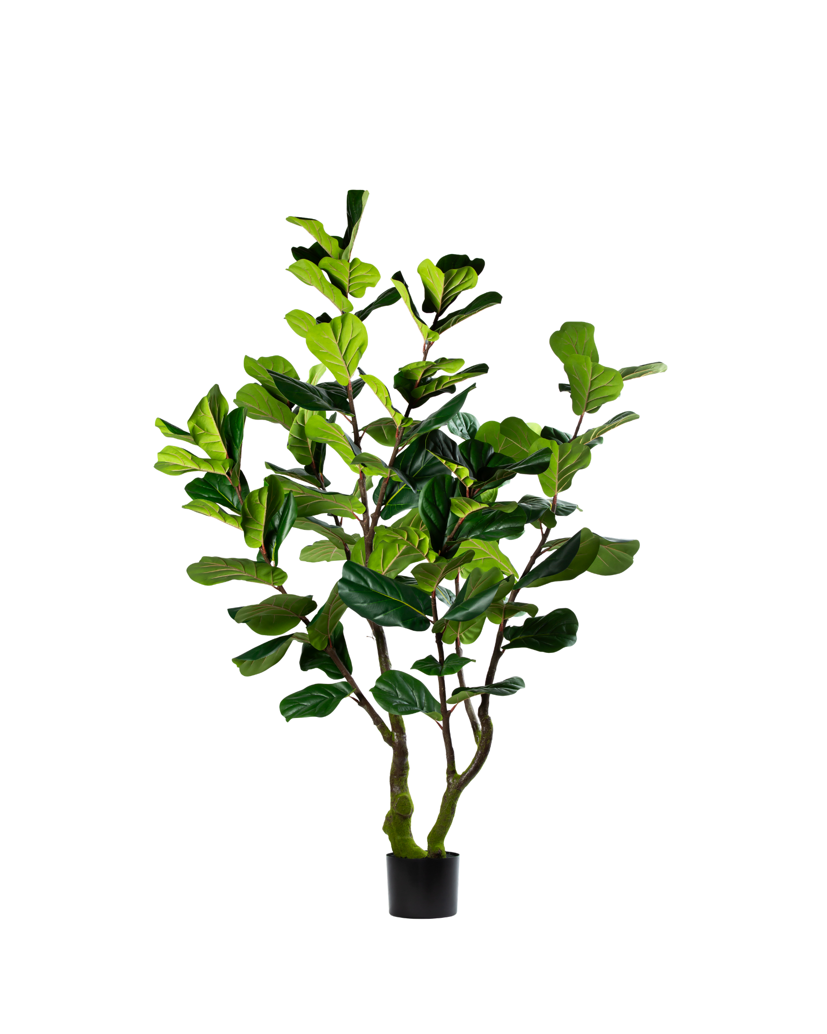 Zijden Ficus Lyrata – 220 cm