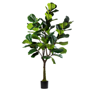 Zijden Ficus Lyrata – 200 cm