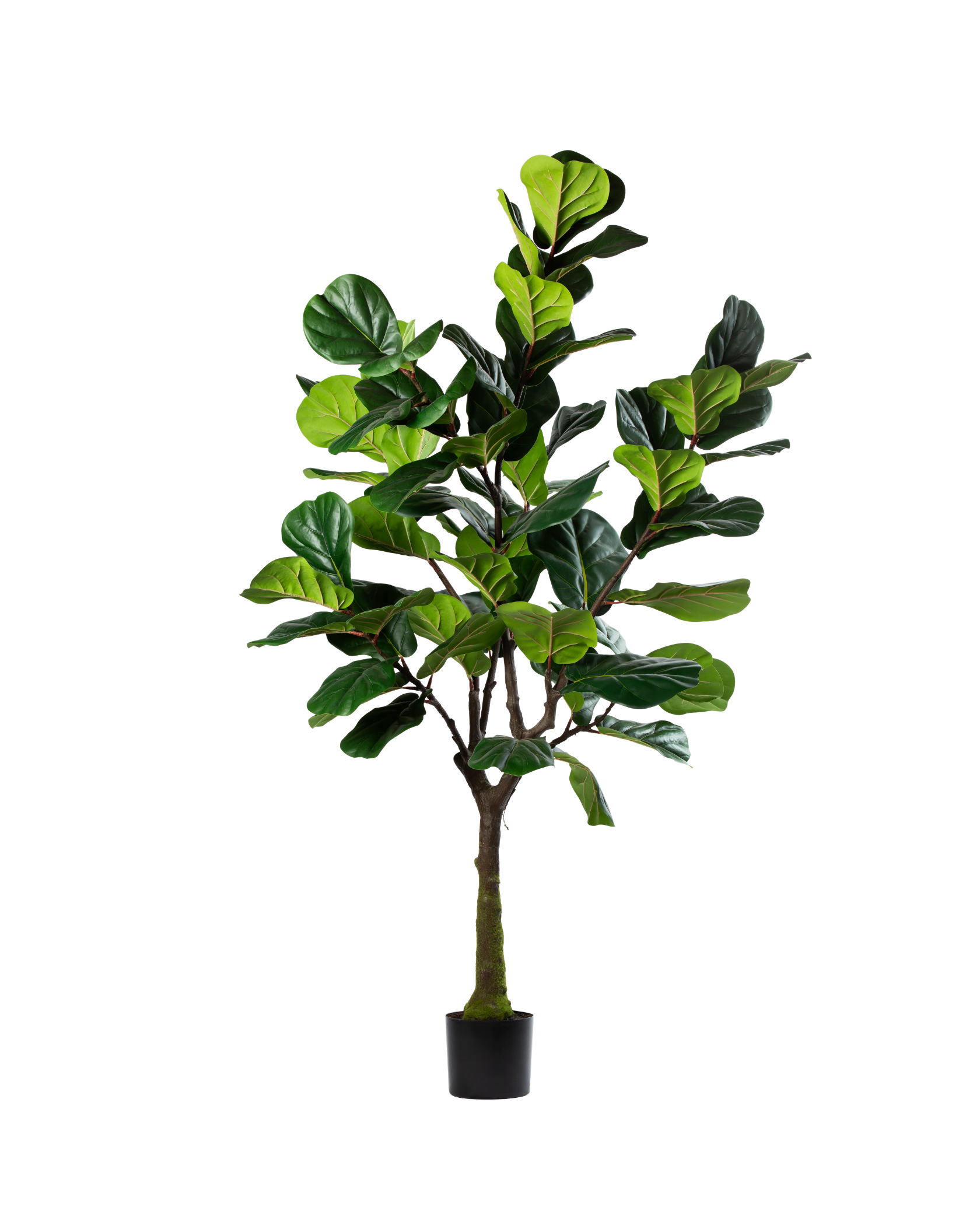 Zijden Ficus Lyrata – 200 cm