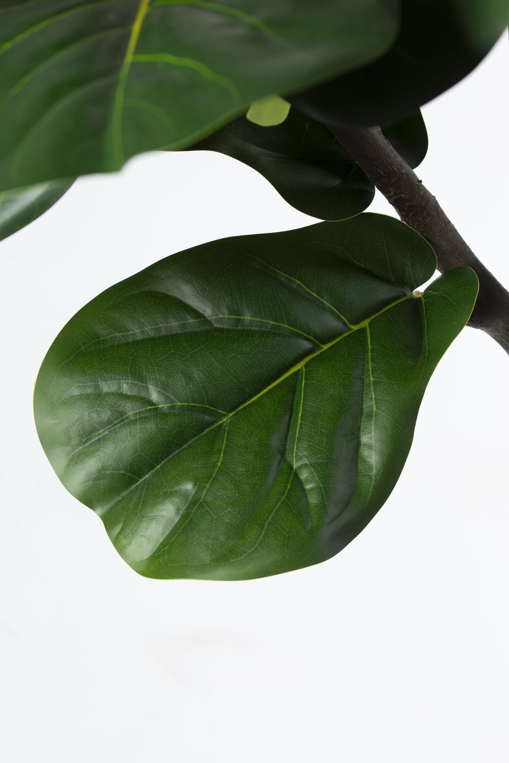 Zijden Ficus Lyrata – 220 cm - Afbeelding 3