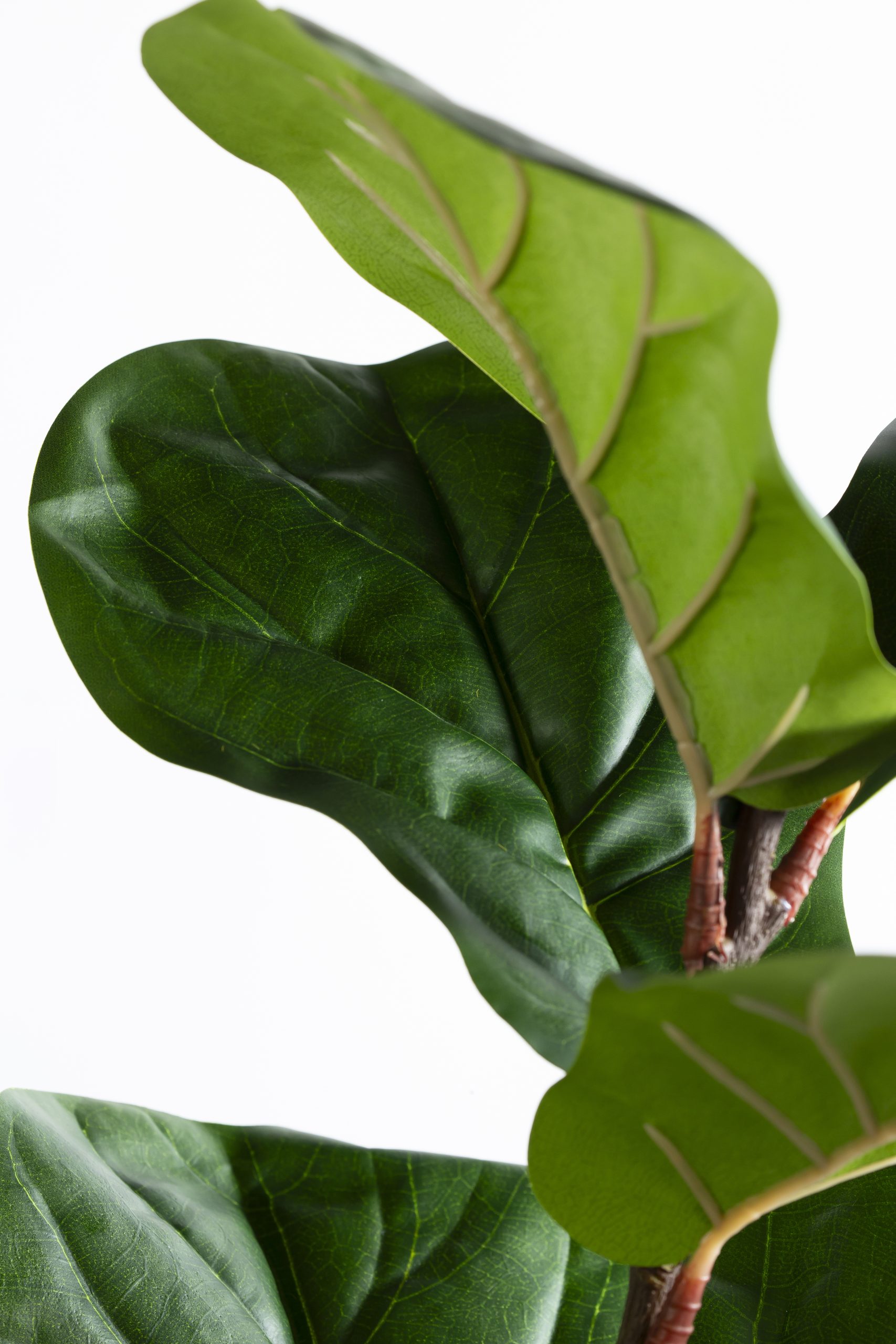 Zijden Ficus Lyrata – 220 cm - Afbeelding 4