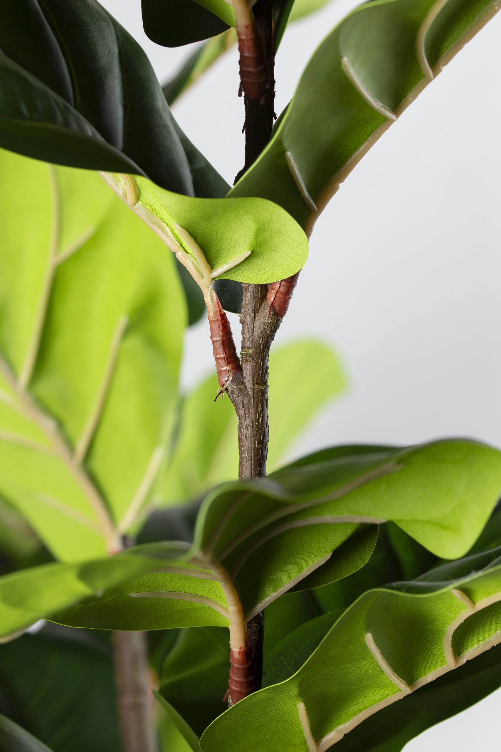 Zijden Ficus Lyrata – 220 cm - Afbeelding 5