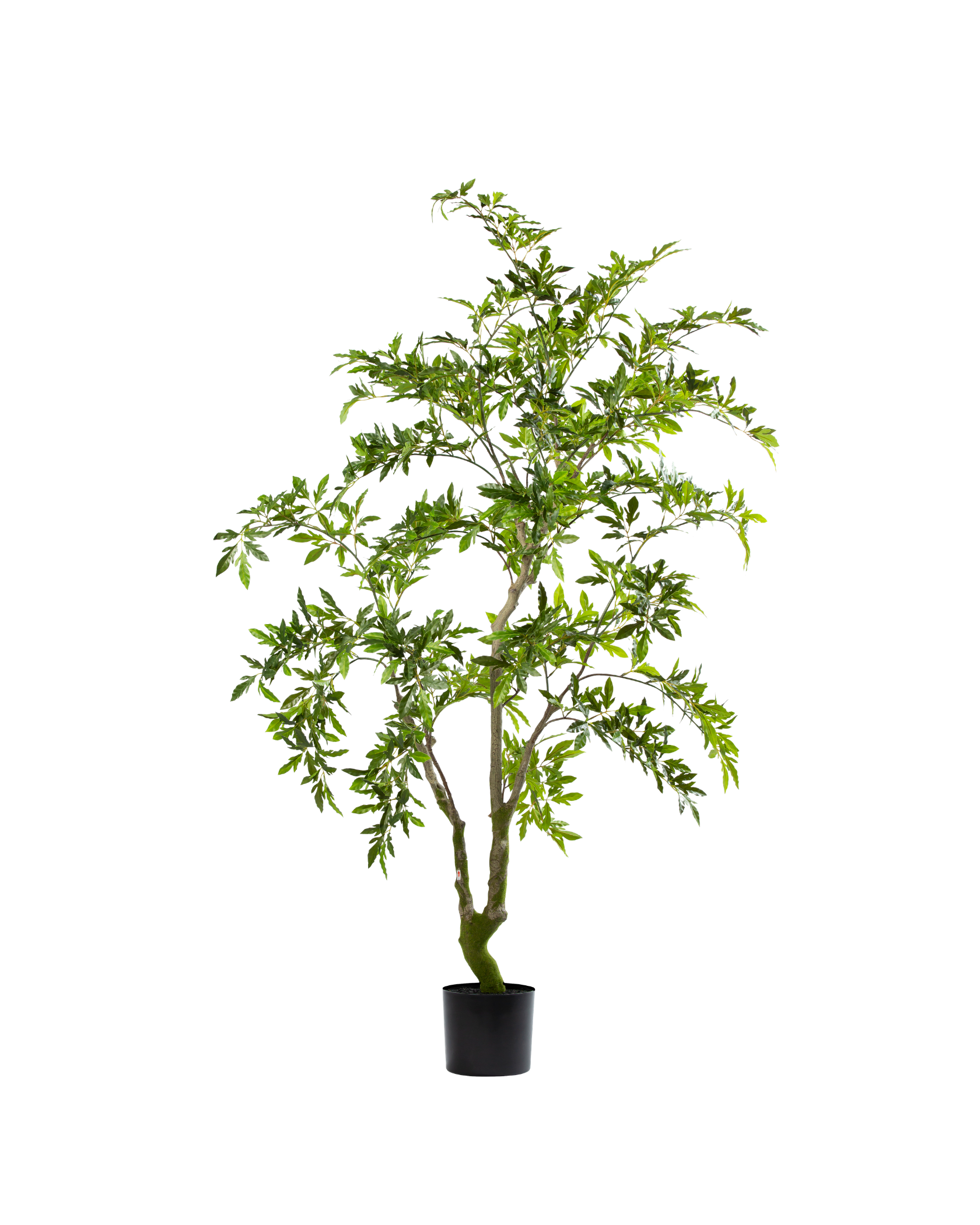 Zijden Aralia Plant – 175 cm (Kunstplant)